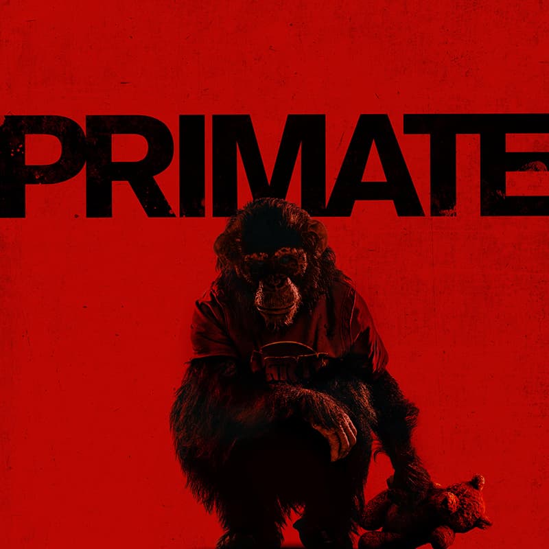 Primate